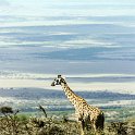 TZA ARU Ngorongoro 2016DEC23 061 : 2016, 2016 - African Adventures, Africa, Arusha, Date, December, Eastern, Month, Ngorongoro, Places, Tanzania, Trips, Year